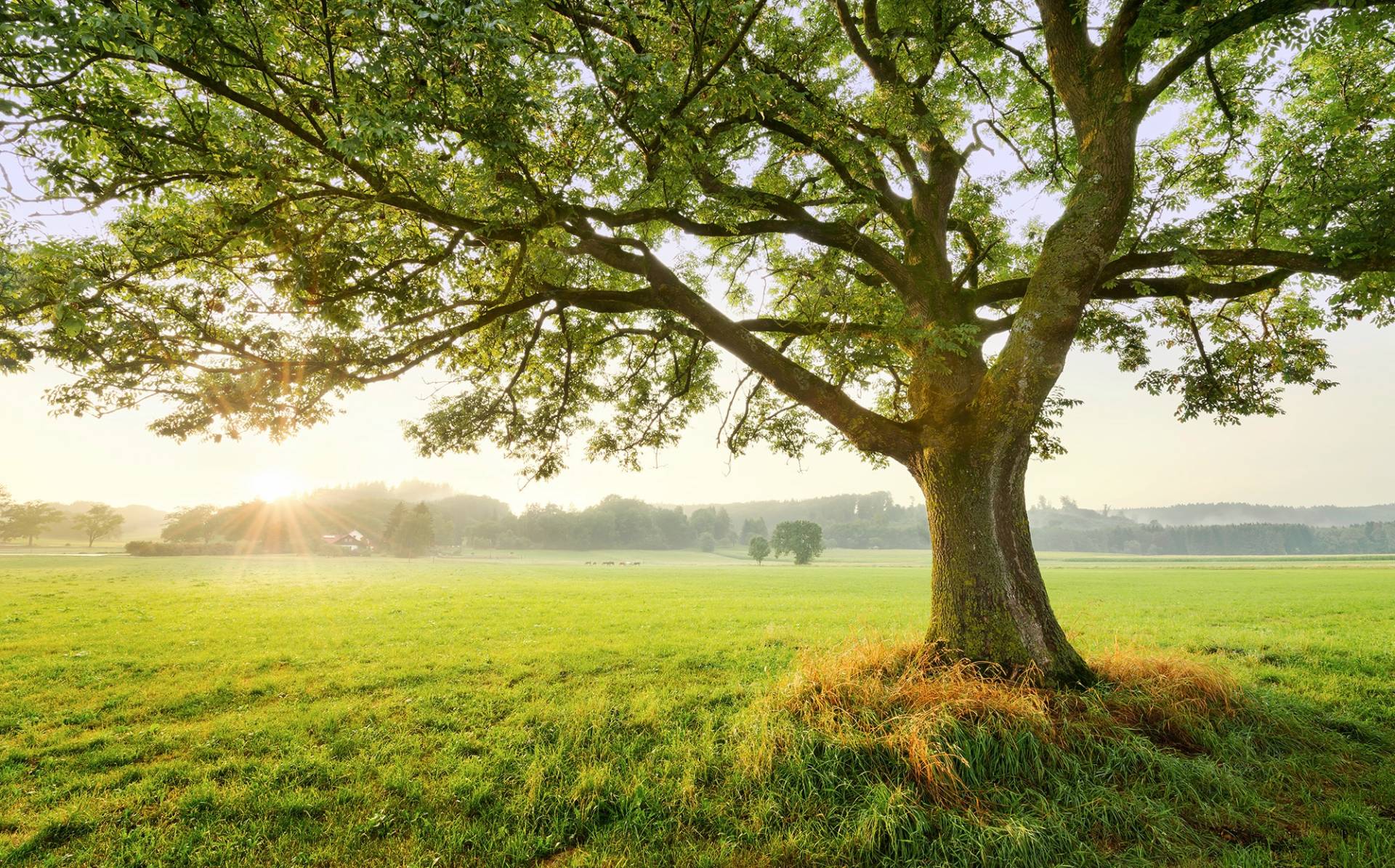 Komar Vliestapete »The Magic Tree«, 450x280 cm (Breite x Höhe), Wohnzimmer, Schlafzimmer von Komar