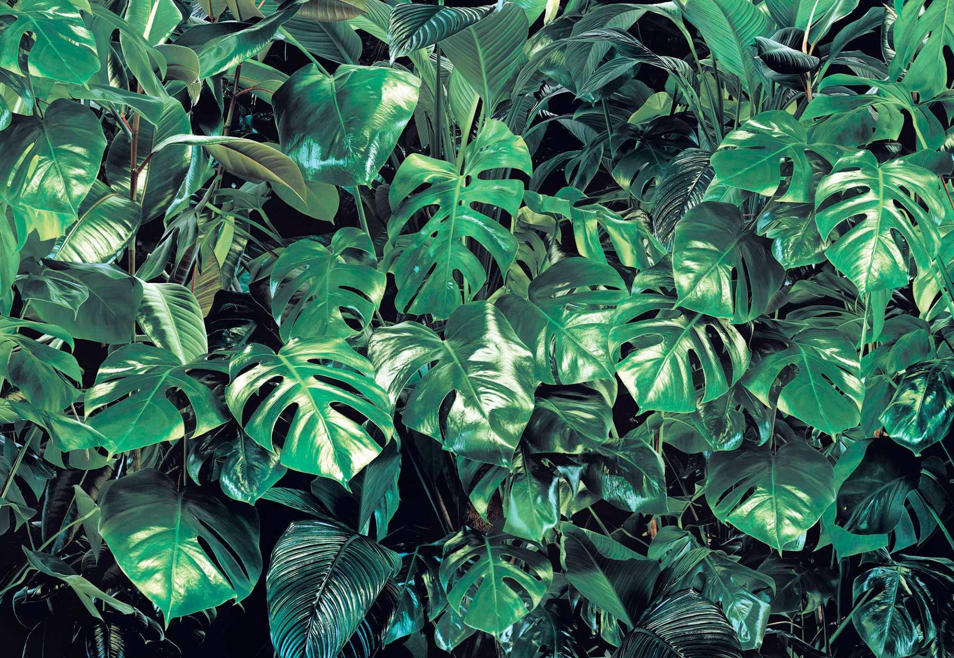 Komar Fototapete »Verdure - Grösse 368 x 254 cm«, bedruckt, Wohnzimmer, Schlafzimmer Komar Fototapete »Verdure - Grösse 368 x 254 cm«, bedruckt, Wohnzimmer, Schlafzimmer von Komar
