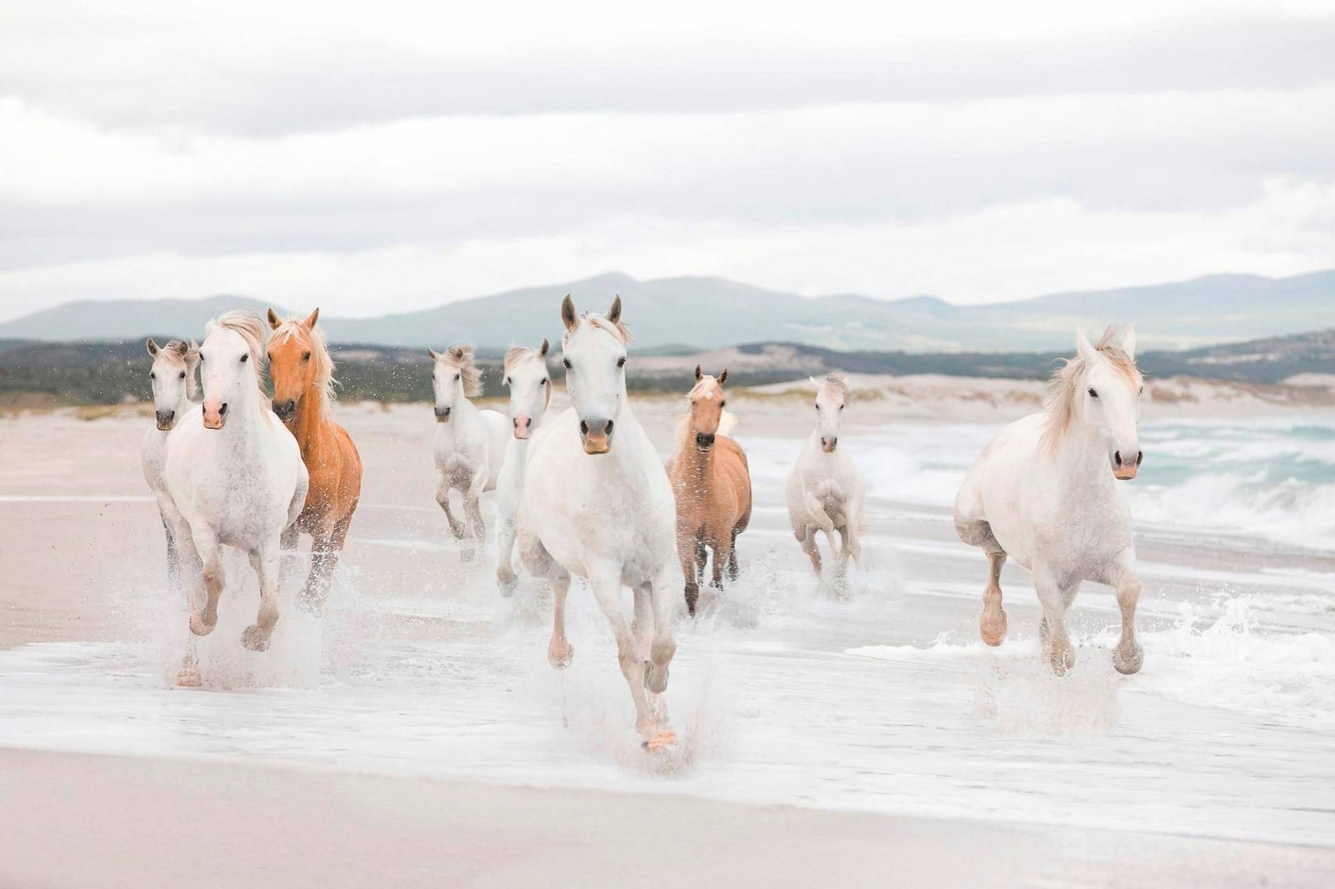 Komar Fototapete »White Horses«, 368x254 cm (Breite x Höhe), inklusive Kleister von Komar