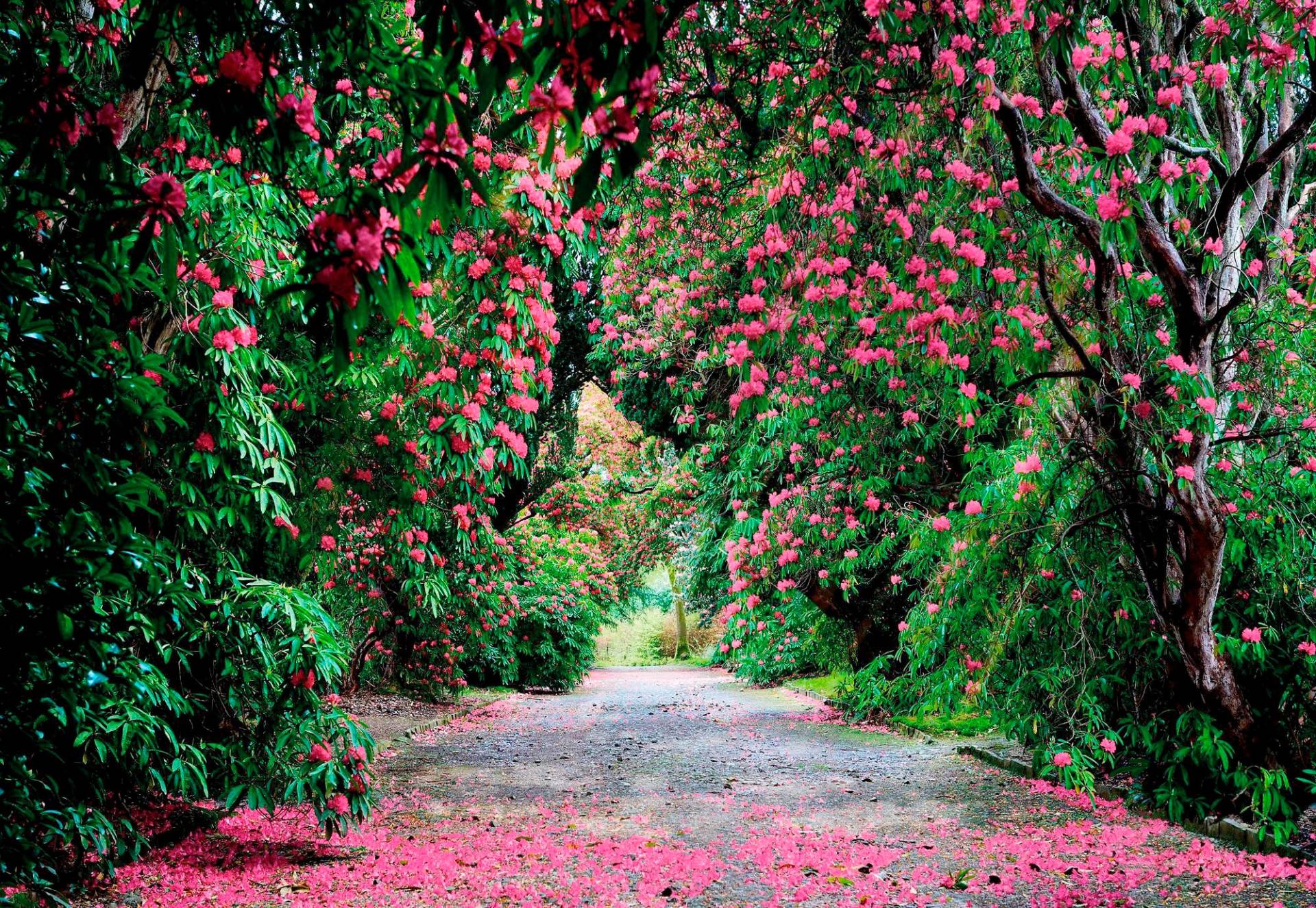 Komar Fototapete »Wicklow Park«, 368x254 cm (Breite x Höhe), inklusive Kleister von Komar