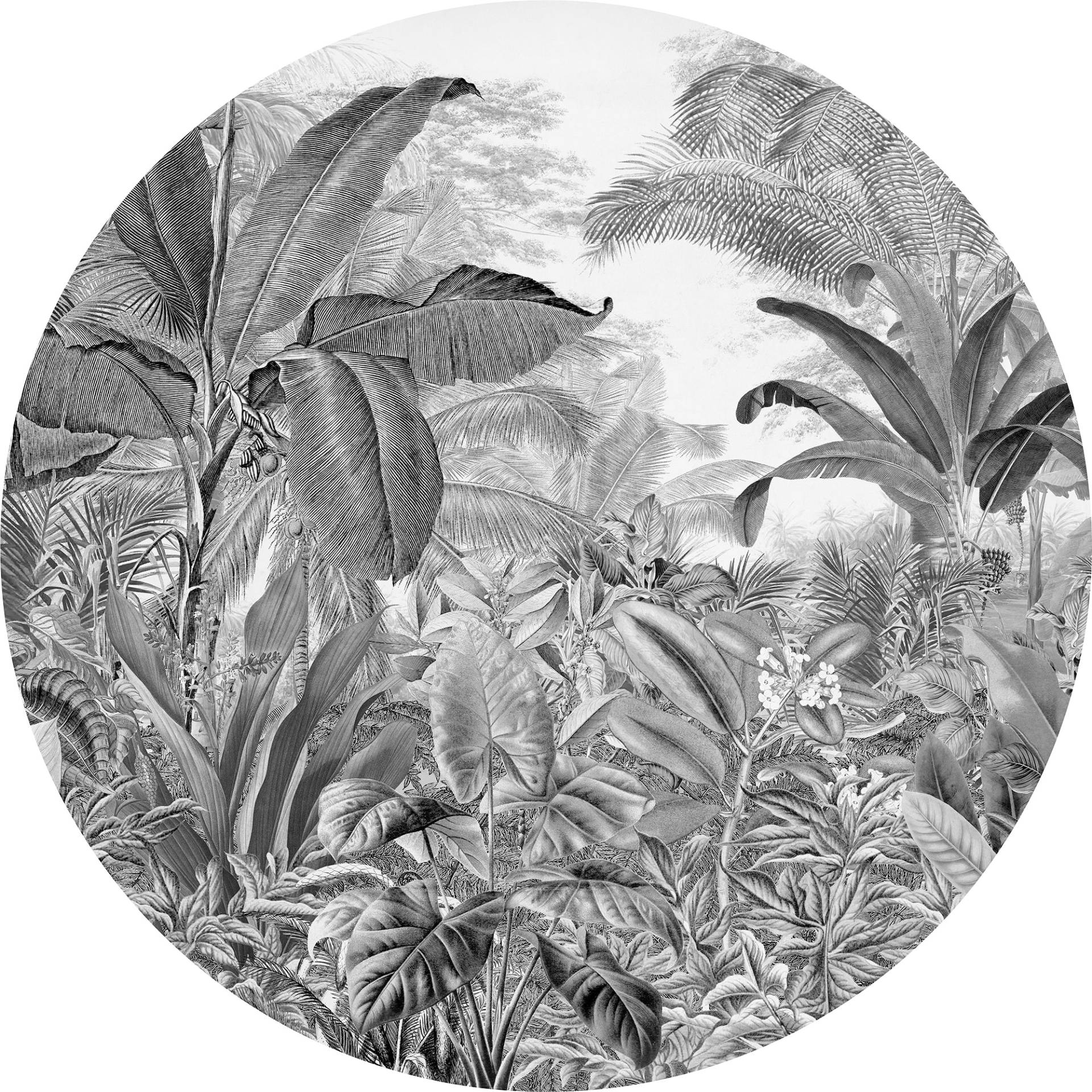 Komar Fototapete »Vlies selbstklebend - Wild Woods - Grösse 125 x 125 cm«, bedruckt, Wohnzimmer, Schlafzimmer Komar Fototapete »Vlies selbstklebend - Wild Woods - Grösse 125 x 125 cm«, bedruckt, Wohnzimmer, Schlafzimmer von Komar