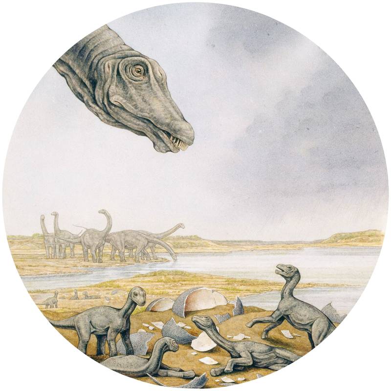 Komar Fototapete »Young Titanosaurs«, bedruckt-Comic-Retro-mehrfarbig, BxH: 128x128 cm, selbstklebend von Komar