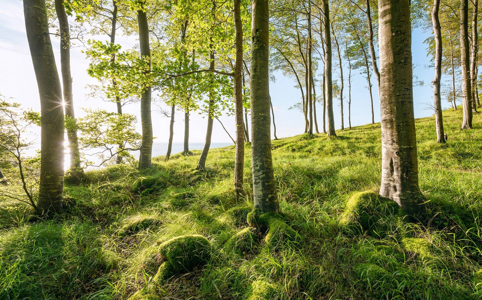 Komar Vliestapete »Zauberhaftes Buchenspektakel«, 450x280 cm (Breite x Höhe), Wohnzimmer, Schlafzimmer von Komar