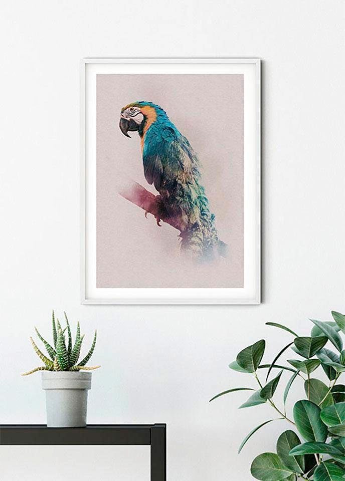 Komar Poster »Animals Paradise Parrot«, Tiere, (1 St.), Kinderzimmer, Schlafzimmer, Wohnzimmer von Komar