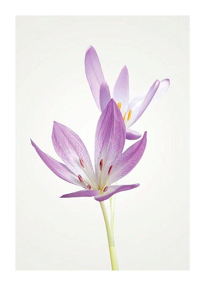 Komar Bild »Autumn Crocus«, Blumen, (1 St.), Wandbild zur Dekoration - ohne Rahmen von Komar