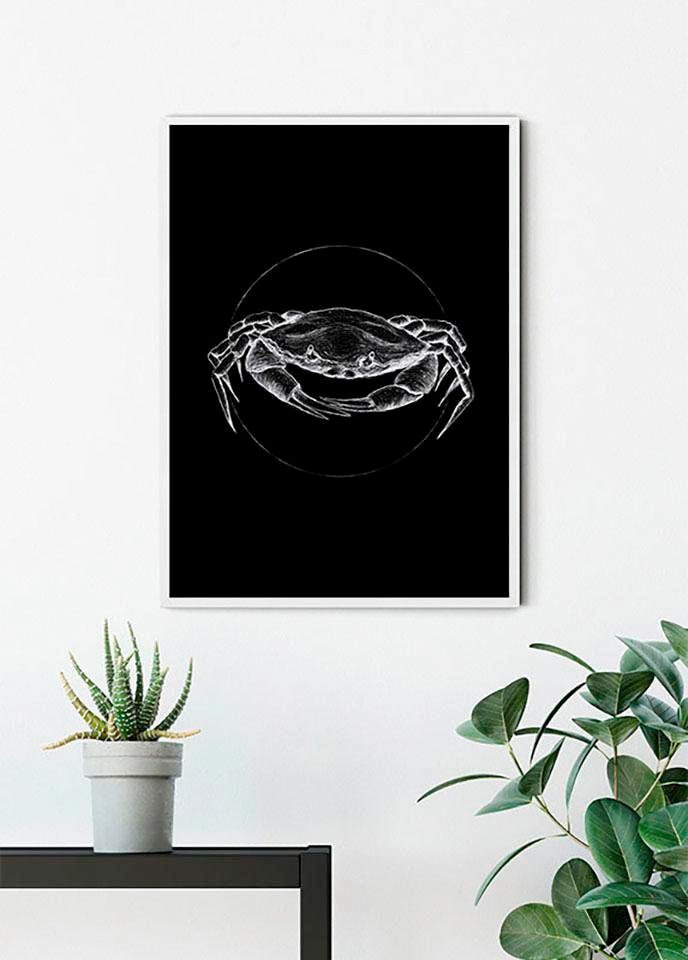 Komar Poster »Crab Black«, Tiere, (1 St.), Kinderzimmer, Schlafzimmer, Wohnzimmer von Komar