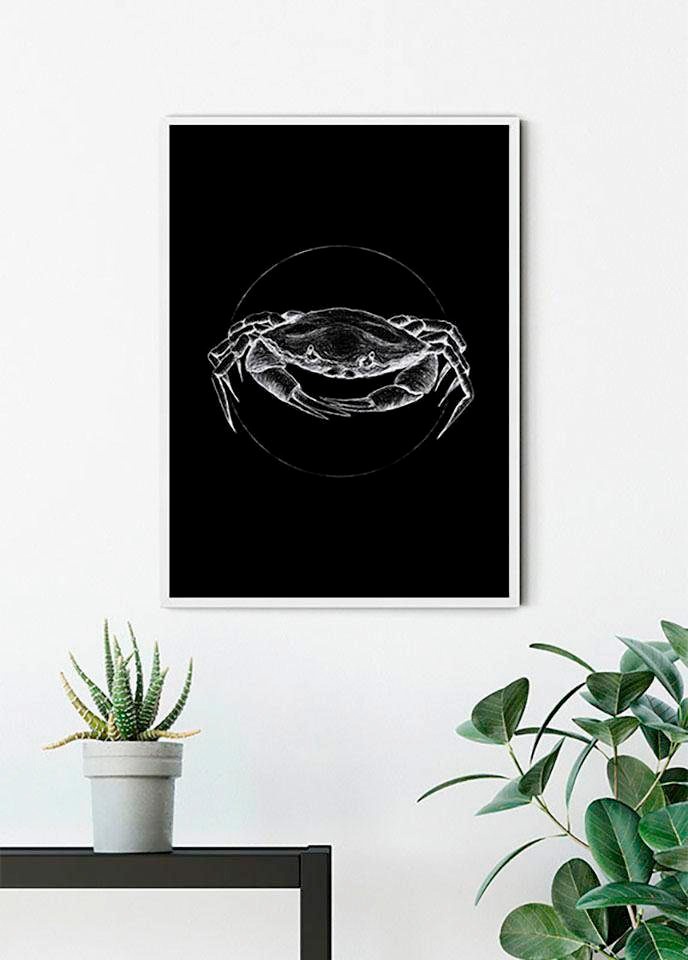 Komar Bild »Crab Black«, Tiere, (1 St.), Wandbild zur Dekoration - ohne Rahmen von Komar