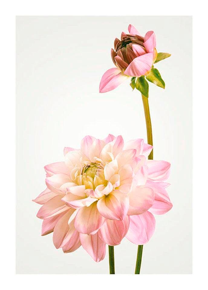 Komar Poster »Dahlia«, Blumen, (1 St.), Kinderzimmer, Schlafzimmer, Wohnzimmer von Komar