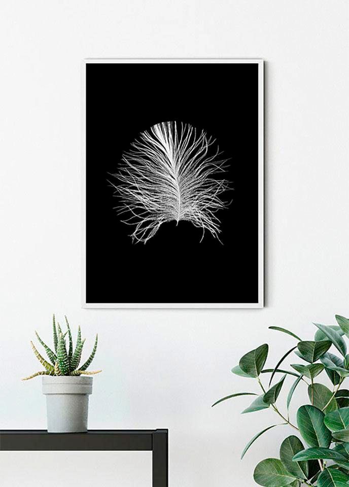 Komar Poster »Feather Black«, Federn, (1 St.), Kinderzimmer, Schlafzimmer, Wohnzimmer von Komar