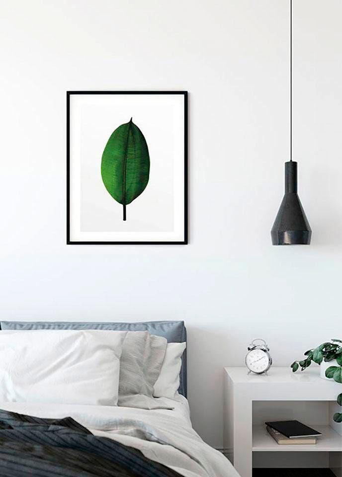 Komar Bild »Ficus Leaf«, Pflanzen-Blätter, (1 St.), Wandbild zur Dekoration - ohne Rahmen von Komar