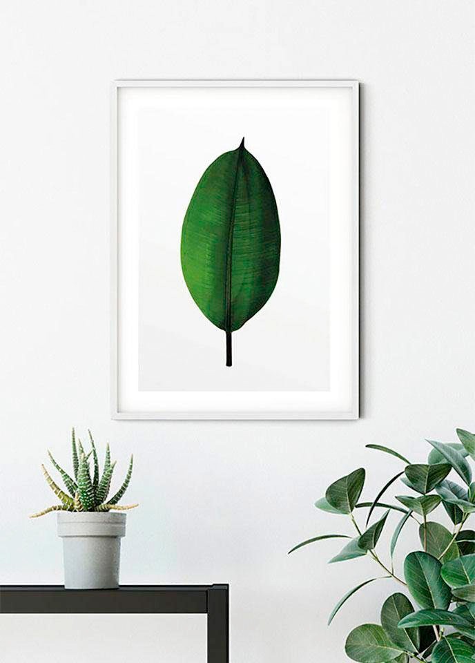 Komar Bild »Ficus Leaf«, Pflanzen-Blätter, (1 St.), Wandbild zur Dekoration - ohne Rahmen von Komar