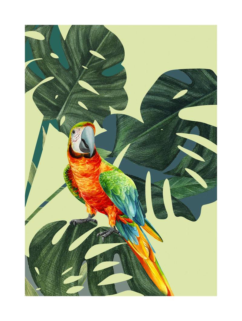 Komar Poster »Green-Winged Macaw«, (1 St.), Kinderzimmer, Schlafzimmer, Wohnzimmer von Komar