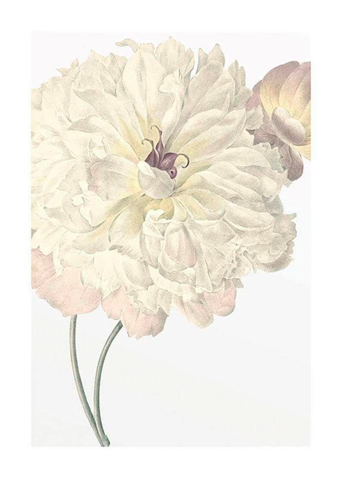 Komar Bild »Illustration Dahlia«, Blumen, (1 St.), Wandbild zur Dekoration - ohne Rahmen Komar Bild »Illustration Dahlia«, Blumen, (1 St.), Wandbild zur Dekoration - ohne Rahmen von Komar