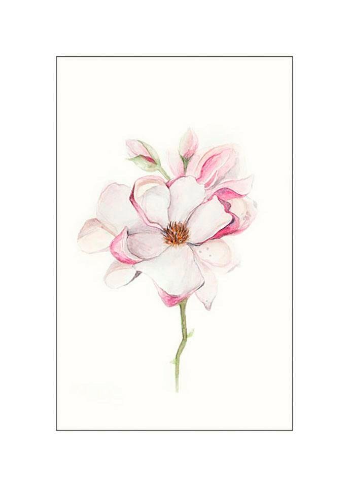 Komar Bild »Magnolia Blossom«, Blumen, (1 St.), Wandbild zur Dekoration - ohne Rahmen von Komar