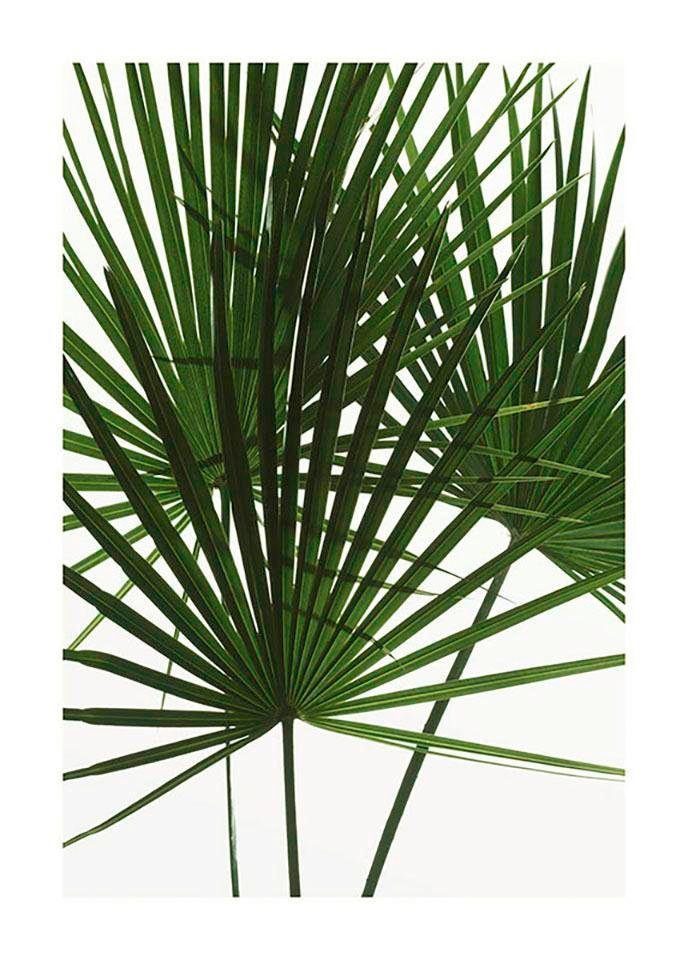 Komar Bild »Palmtree Leaves«, Pflanzen, (1 St.), Wandbild zur Dekoration - ohne Rahmen von Komar