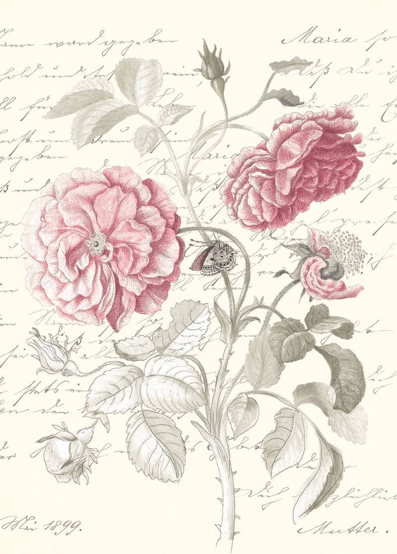 Komar Bild »Poème Rose«, Natur, (1 St.), Wandbild zur Dekoration - ohne Rahmen von Komar