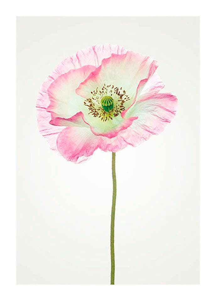 Komar Poster »Poppy«, Blumen, (1 St.), Kinderzimmer, Schlafzimmer, Wohnzimmer von Komar