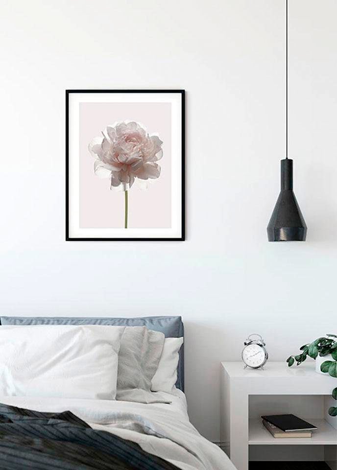 Komar Poster »Rose«, Blumen, (1 St.), Kinderzimmer, Schlafzimmer, Wohnzimmer von Komar