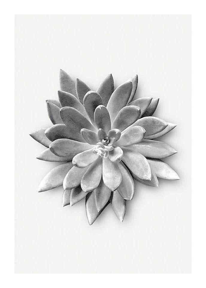 Komar Bild »Succulent Agave«, Pflanzen-Blätter, (1 St.), Wandbild zur Dekoration - ohne Rahmen von Komar