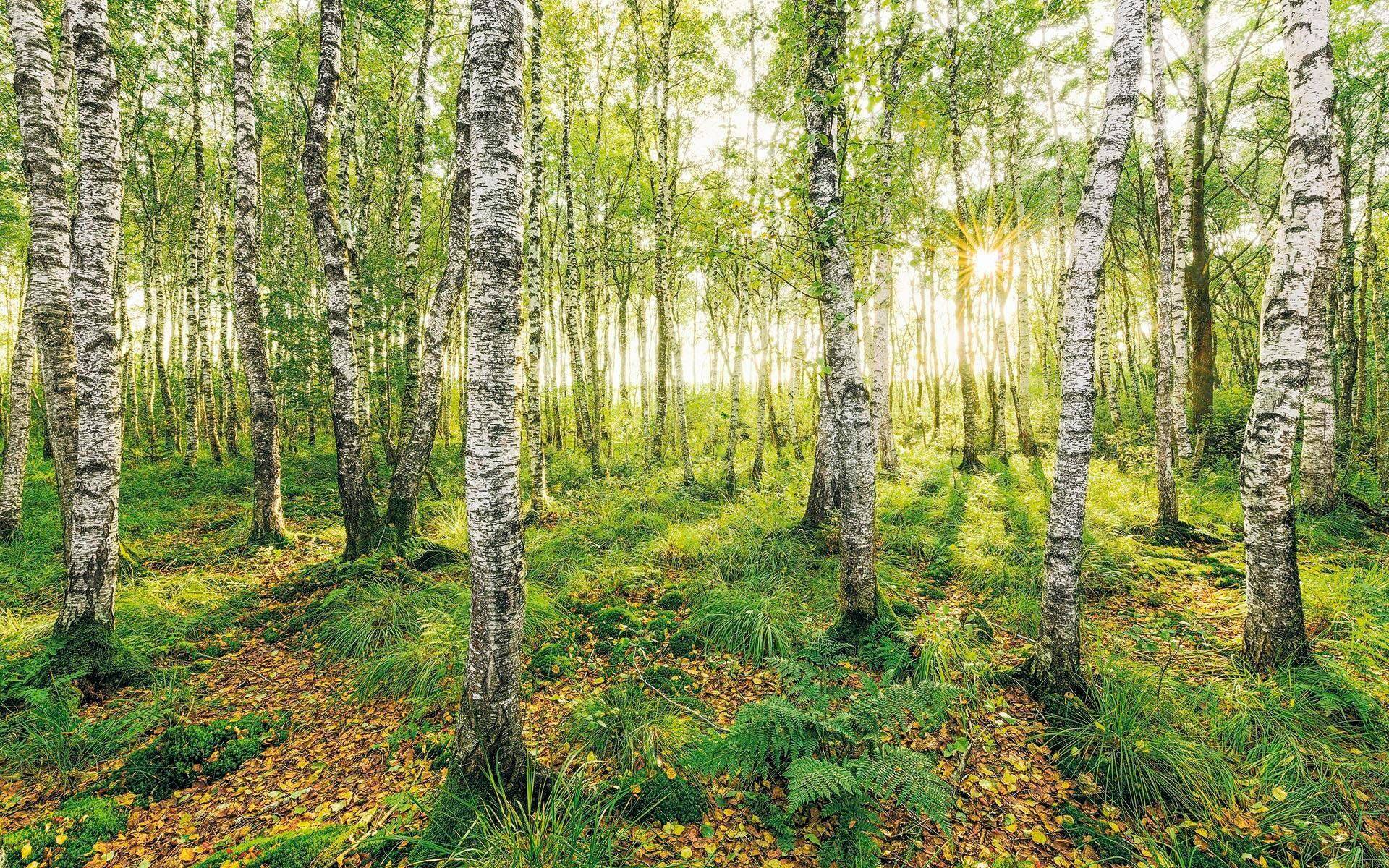 Komar Vliestapete »Digitaldruck Vlies - Birch Trees - Grösse 400 x 250 cm«, bedruckt, Wohnzimmer, Schlafzimmer von Komar