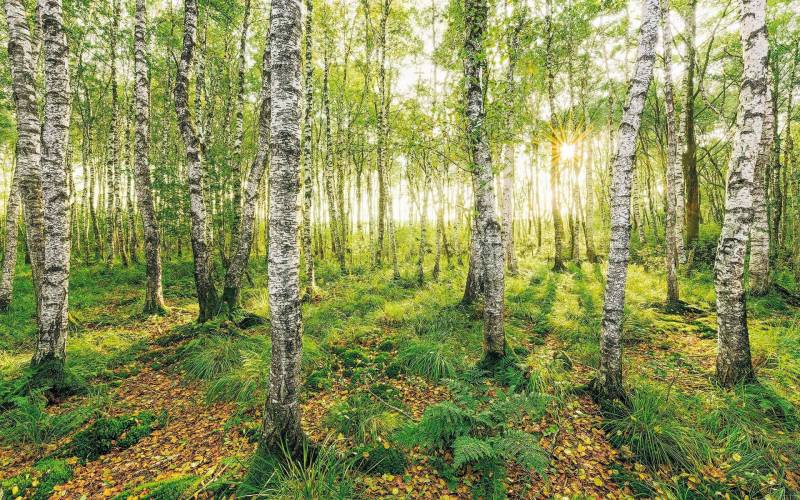 Komar Vliestapete »Birch Trees«, 400x250 cm (Breite x Höhe), Vliestapete, 100 cm Bahnbreite von Komar