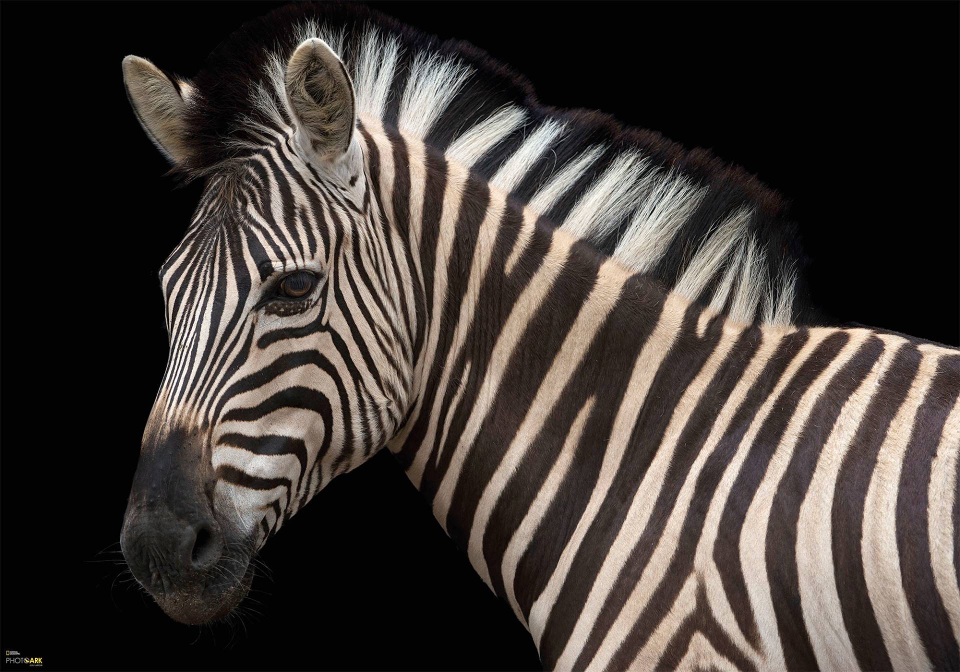 Komar Vliestapete »Damara Zebra«, bedruckt-realistisch, 400 x 280 cm (Breite x Höhe) - 8 Bahnen von Komar