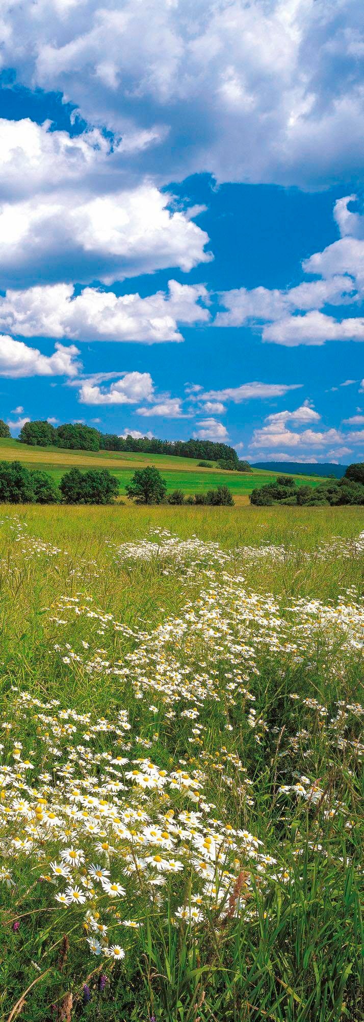 Komar Vliestapete »Meadow«, 100x280 cm (Breite x Höhe), Vliestapete, 100 cm Bahnbreite von Komar