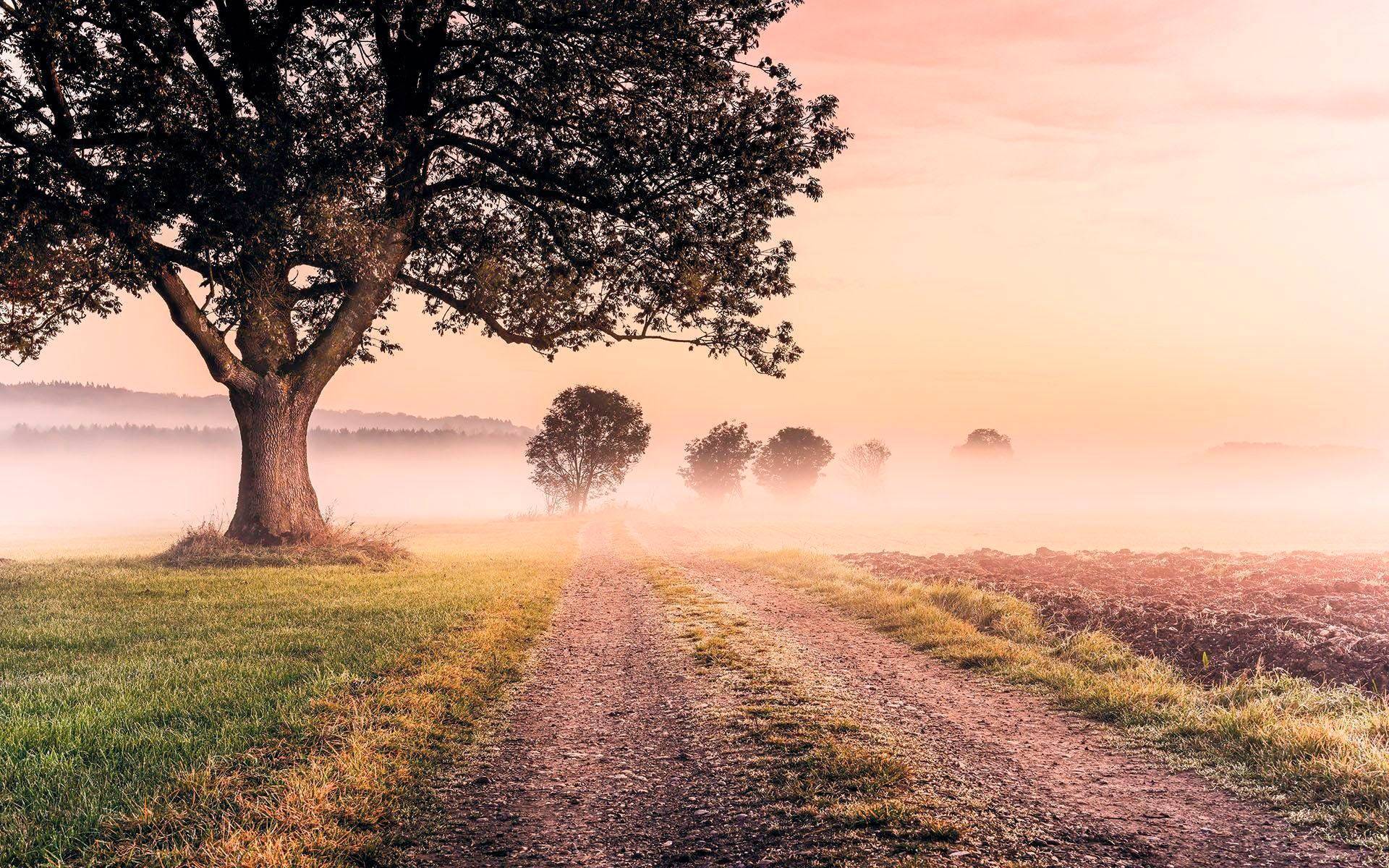 Komar Vliestapete »Misty Morning«, 400x250 cm (Breite x Höhe), Vliestapete, 100 cm Bahnbreite von Komar