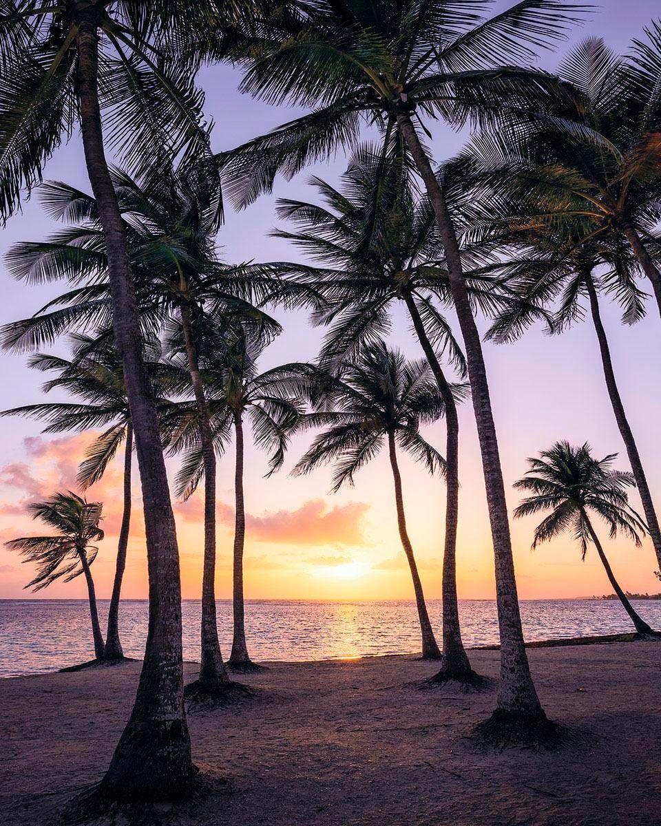 Komar Vliestapete »Palmtrees on Beach«, 200x250 cm (Breite x Höhe), Vliestapete, 100 cm Bahnbreite von Komar