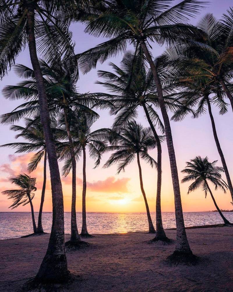 Komar Vliestapete »Palmtrees on Beach«, 200x250 cm (Breite x Höhe), Vliestapete, 100 cm Bahnbreite von Komar