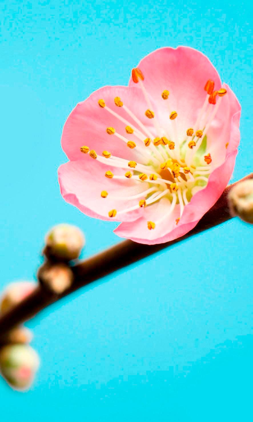 Komar Vliestapete »Peach Blossom«, (Breite x Höhe) von Komar