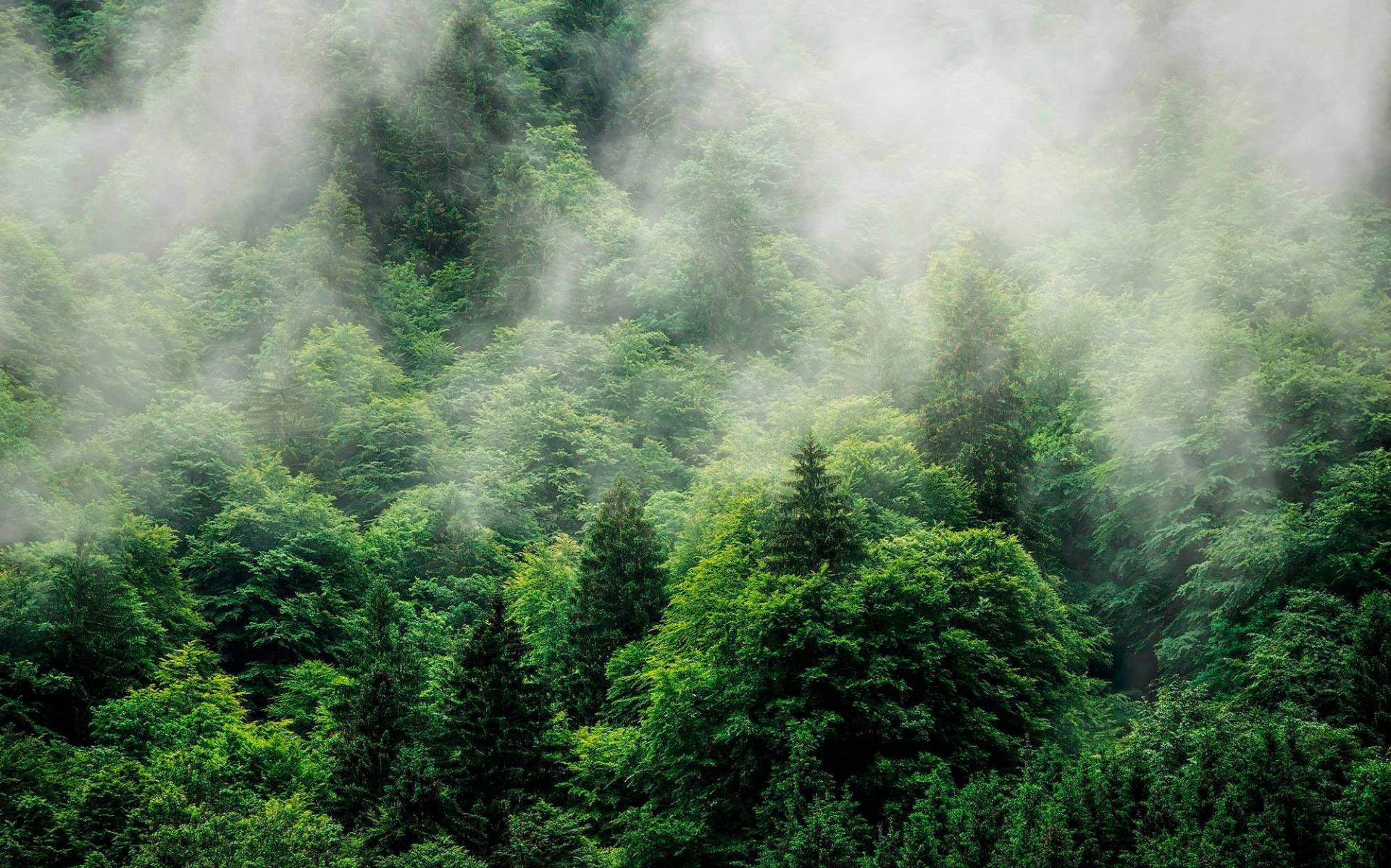 Komar Vliestapete »Digitaldruck Vlies - Forest Land - Grösse 400 x 250 cm«, bedruckt, Wohnzimmer, Schlafzimmer Komar Vliestapete »Digitaldruck Vlies - Forest Land - Grösse 400 x 250 cm«, bedruckt, Wohnzimmer, Schlafzimmer von Komar