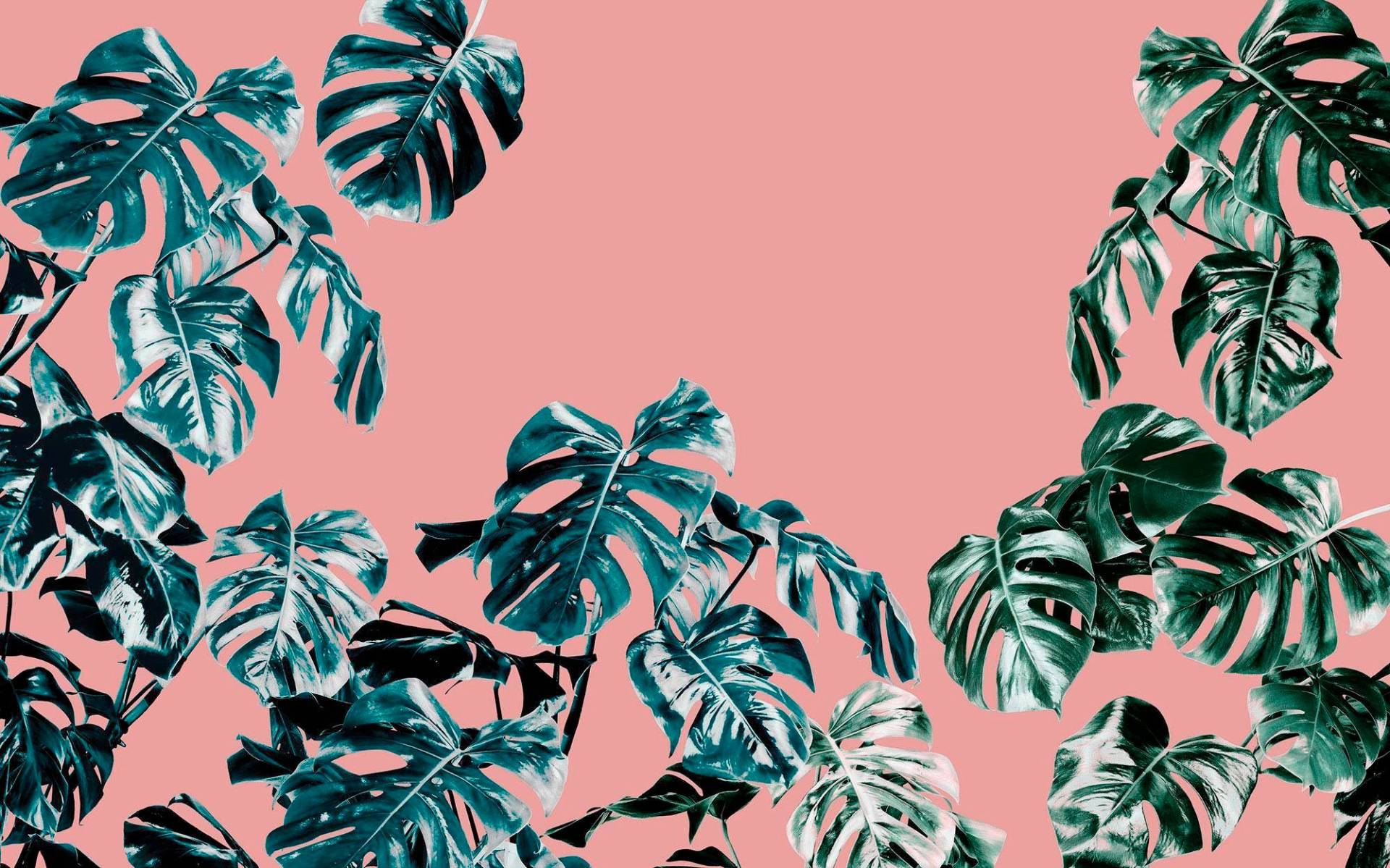 Komar Vliestapete »Digitaldruck Vlies - Monstera Rosé - Grösse 400 x 250 cm«, bedruckt, Wohnzimmer, Schlafzimmer Komar Vliestapete »Digitaldruck Vlies - Monstera Rosé - Grösse 400 x 250 cm«, bedruckt, Wohnzimmer, Schlafzimmer von Komar