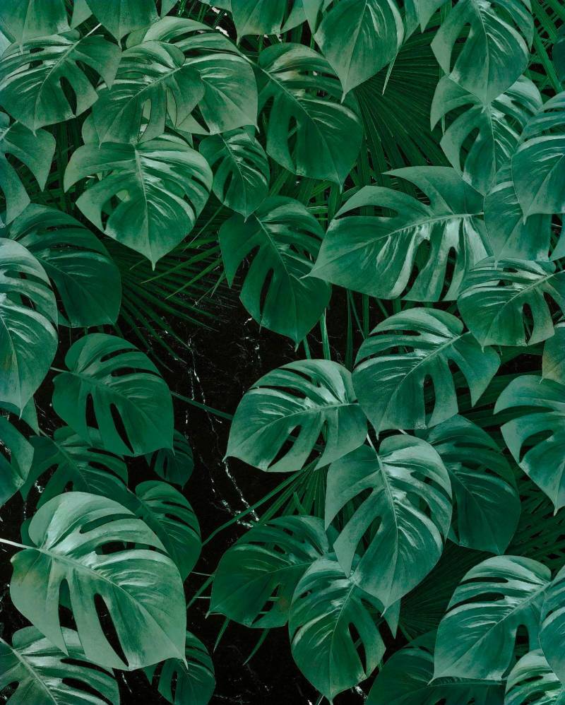 Komar Vliestapete »Monstera on Marble«, 200x250 cm (Breite x Höhe), Vliestapete, 100 cm Bahnbreite von Komar