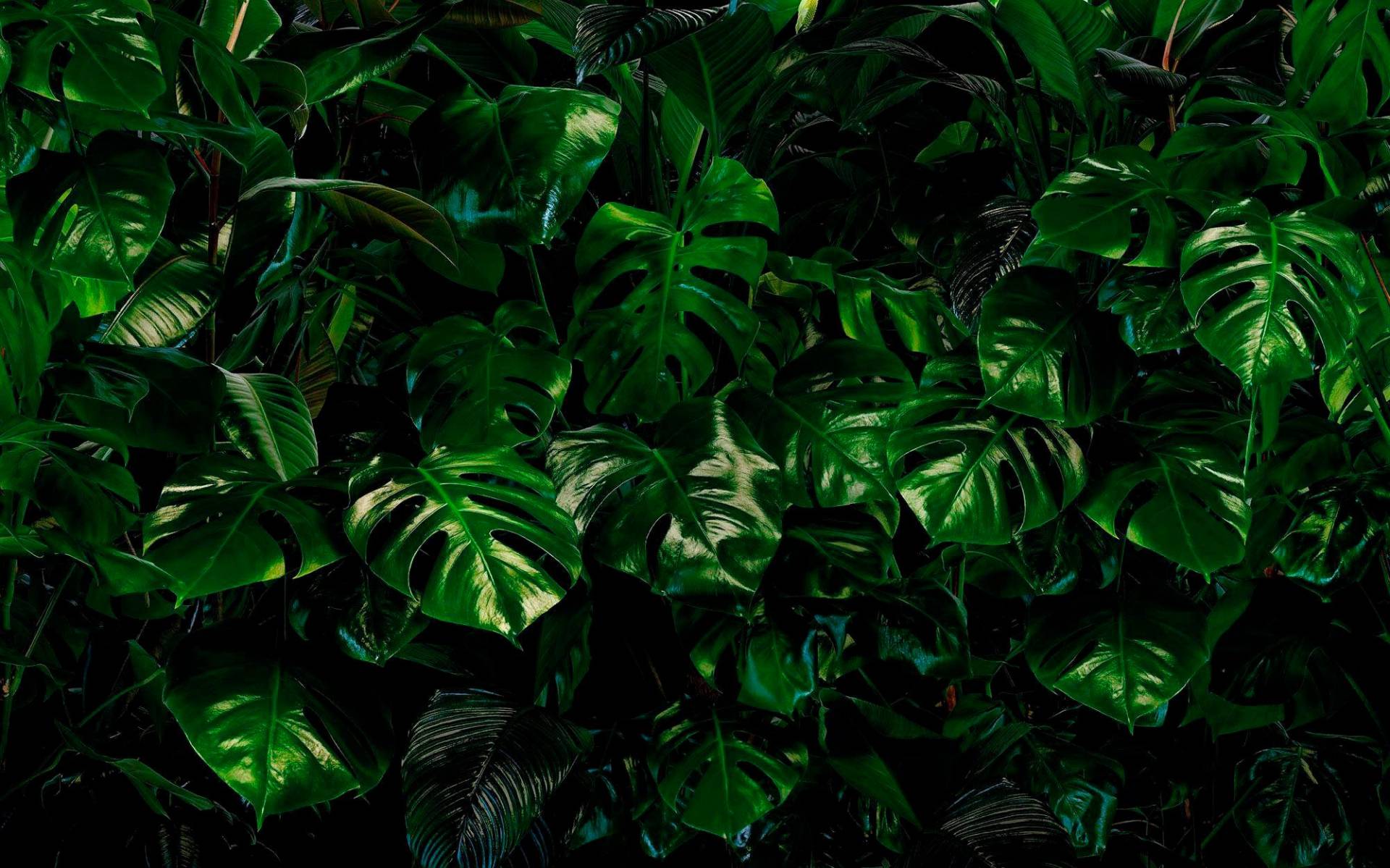 Komar Vliestapete »Digitaldruck Vlies - Tropical Wall - Grösse 400 x 250 cm«, bedruckt, Wohnzimmer, Schlafzimmer von Komar