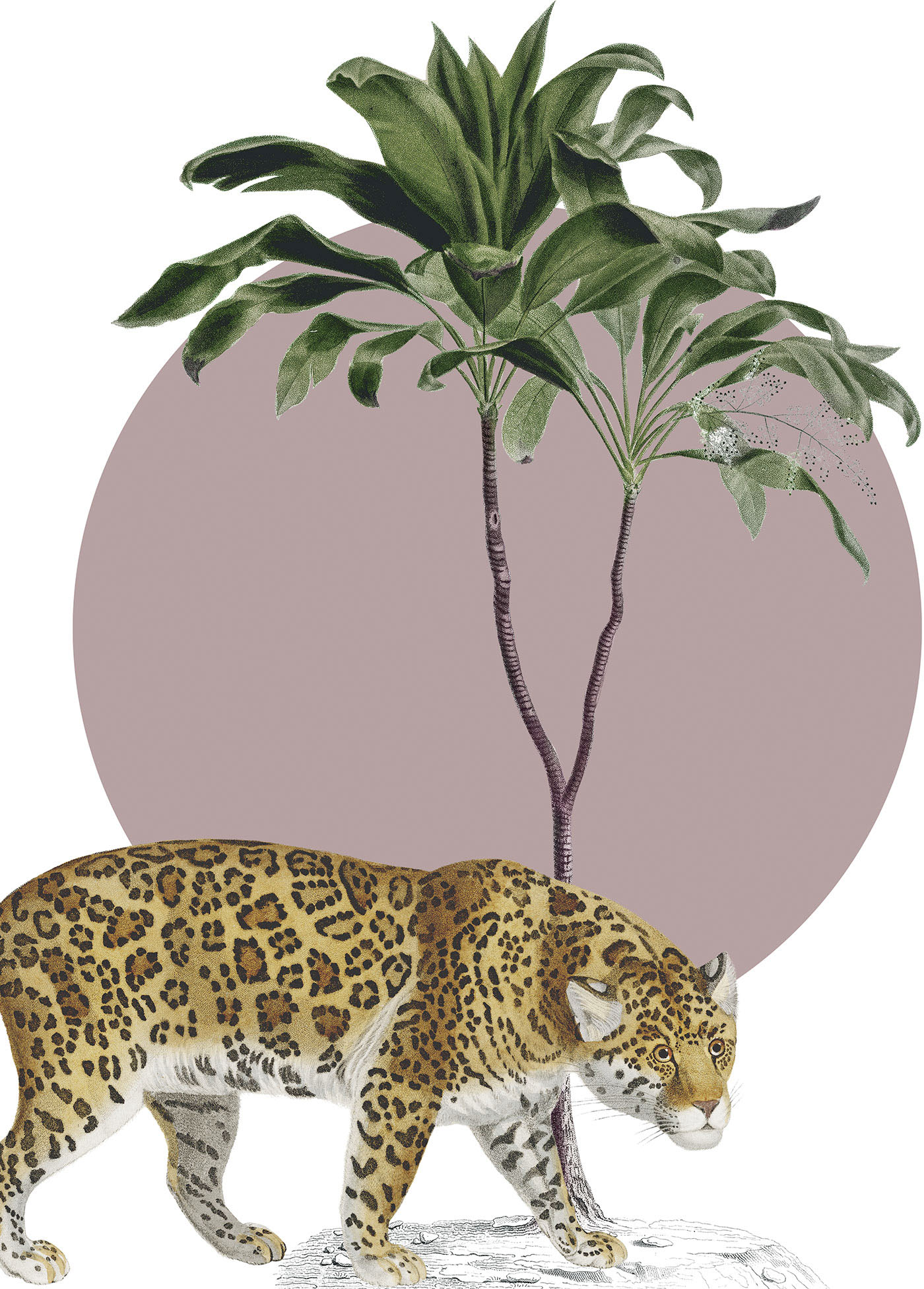 Komar Wandbild »Botanical Garden Jaguar«, (1 St.), Deutsches Premium-Poster Fotopapier mit seidenmatter Oberfläche und hoher Lichtbeständigkeit. Für fotorealistische Drucke mit gestochen scharfen Details und hervorragender Farbbrillanz. von Komar