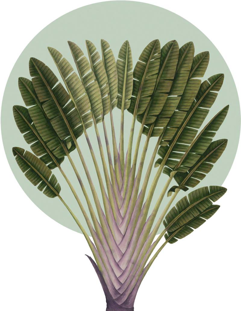 Komar Wandbild »Botanical Garden Pinnate Palm«, (1 St.), Deutsches Premium-Poster Fotopapier mit seidenmatter Oberfläche und hoher Lichtbeständigkeit. Für fotorealistische Drucke mit gestochen scharfen Details und hervorragender Farbbrillanz. von Komar