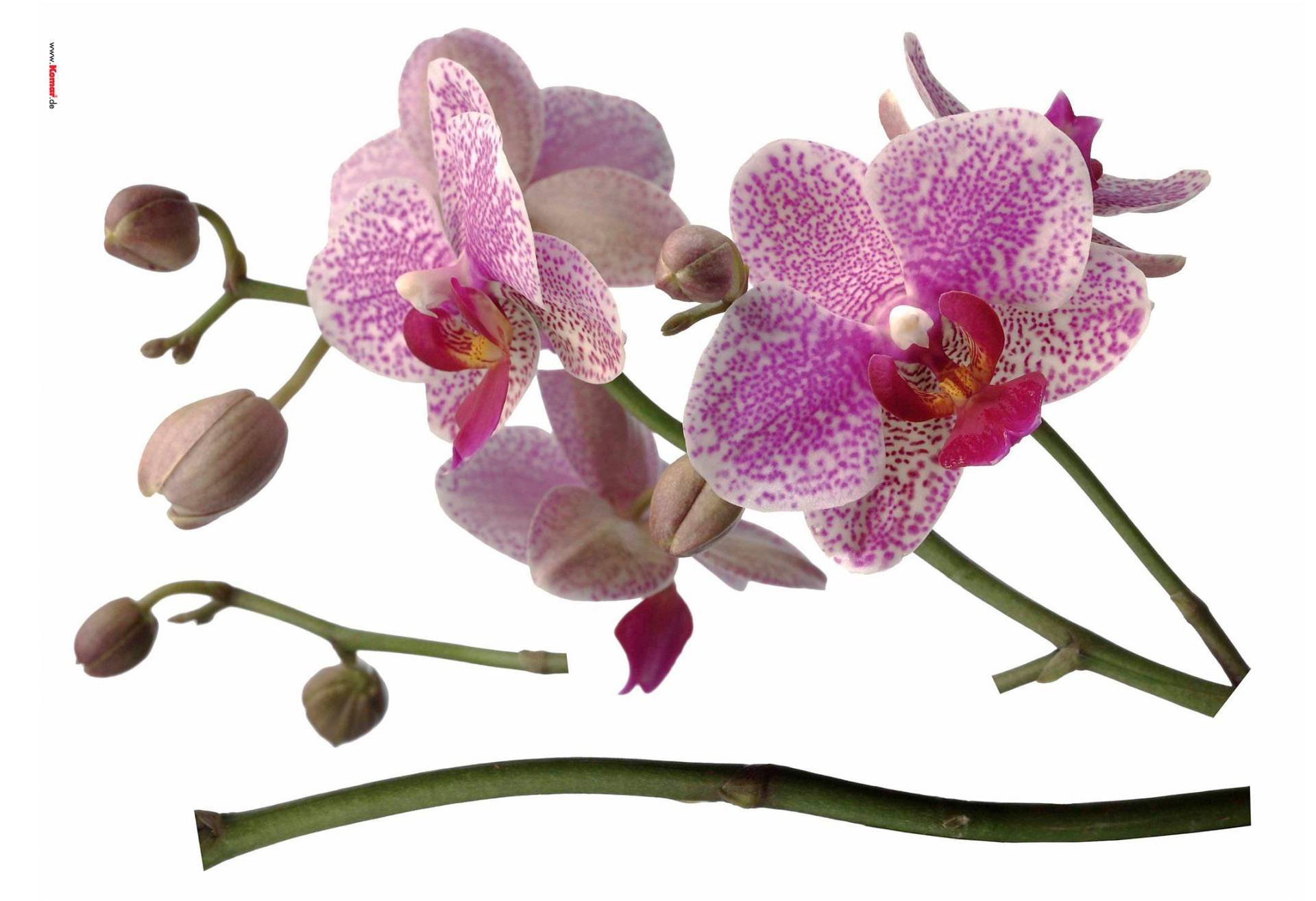 Komar Wandtattoo »Orchidee«, 100x70 cm (Breite x Höhe), selbstklebendes Wandtattoo von Komar