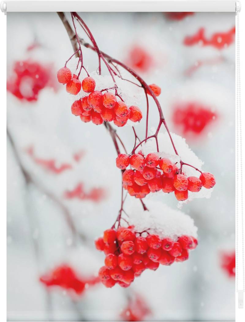 LICHTBLICK ORIGINAL Seitenzugrollo »Klemmfix Motiv Vogelbeeren«, Lichtschutz, ohne Bohren, freihängend, bedruckt von LICHTBLICK ORIGINAL