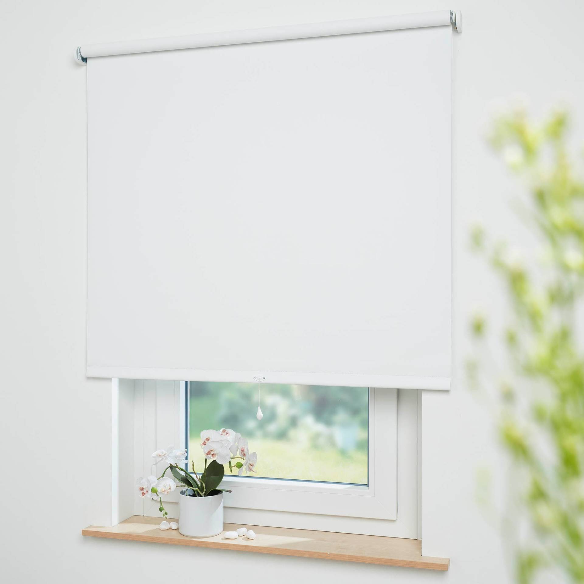 Liedeco Springrollo »Uni«, verdunkelnd, freihängend, Verdunkelung Liedeco Springrollo »Uni«, verdunkelnd, freihängend, Verdunkelung von LIEDECO