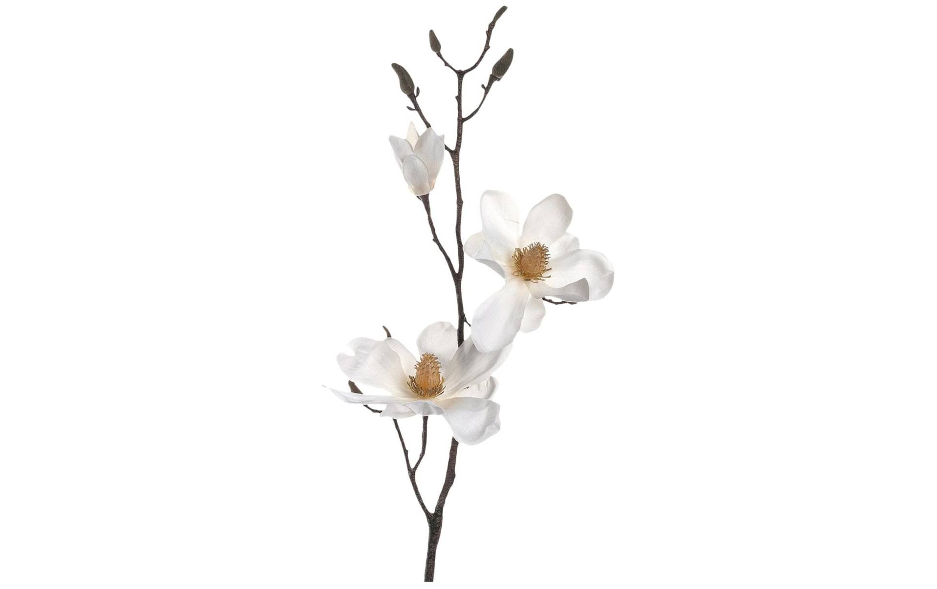 LEONARDO Kunstblume »Kunstblume Magnolienzweig« LEONARDO Kunstblume »Kunstblume Magnolienzweig« von Leonardo