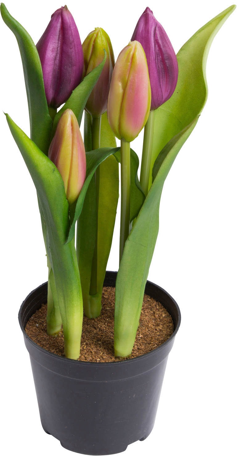 my home Kunstblume »Tulpenpflanze mit 5 Knospen« my home Kunstblume »Tulpenpflanze mit 5 Knospen« von My Home