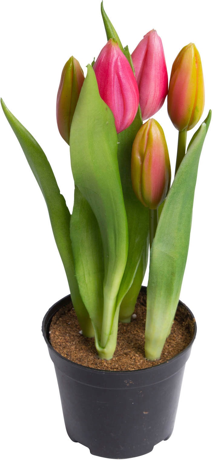 my home Kunstblume »Tulpenpflanze mit 5 Knospen« von My Home