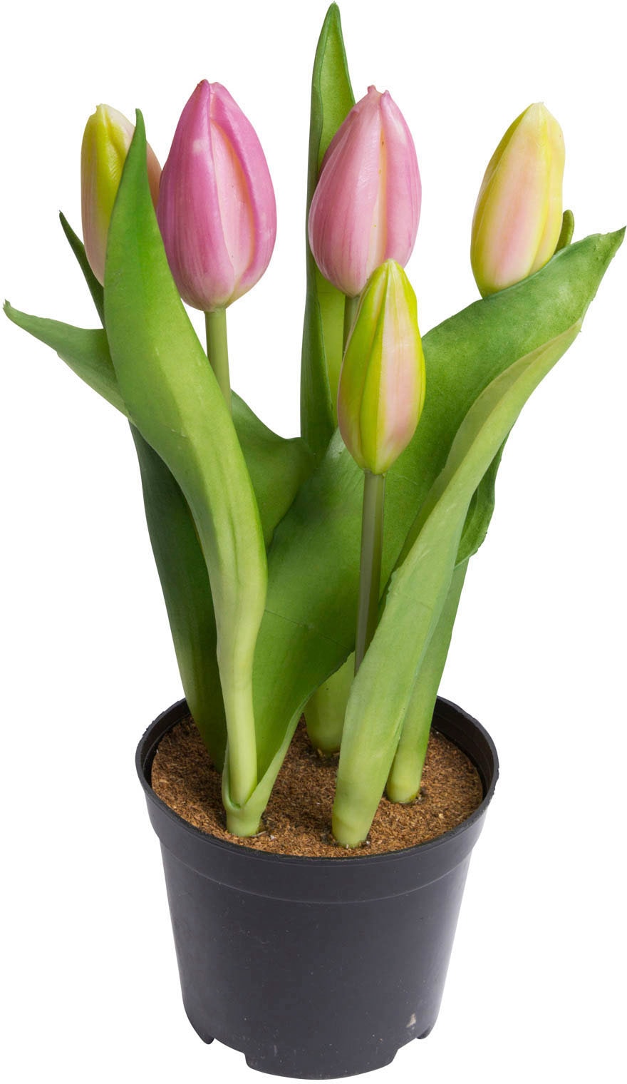 my home Kunstblume »Tulpenpflanze mit 5 Knospen« my home Kunstblume »Tulpenpflanze mit 5 Knospen« von My Home