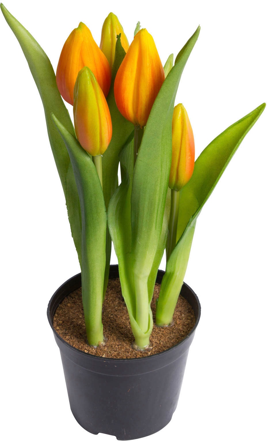 my home Kunstblume »Tulpenpflanze mit 5 Knospen« von My Home