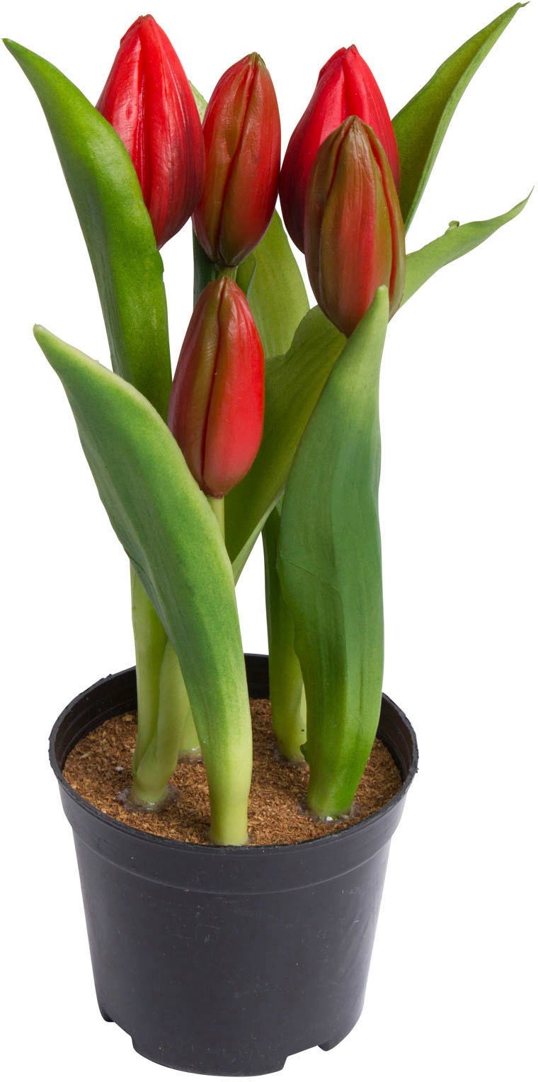 my home Kunstblume »Tulpenpflanze mit 5 Knospen« von My Home