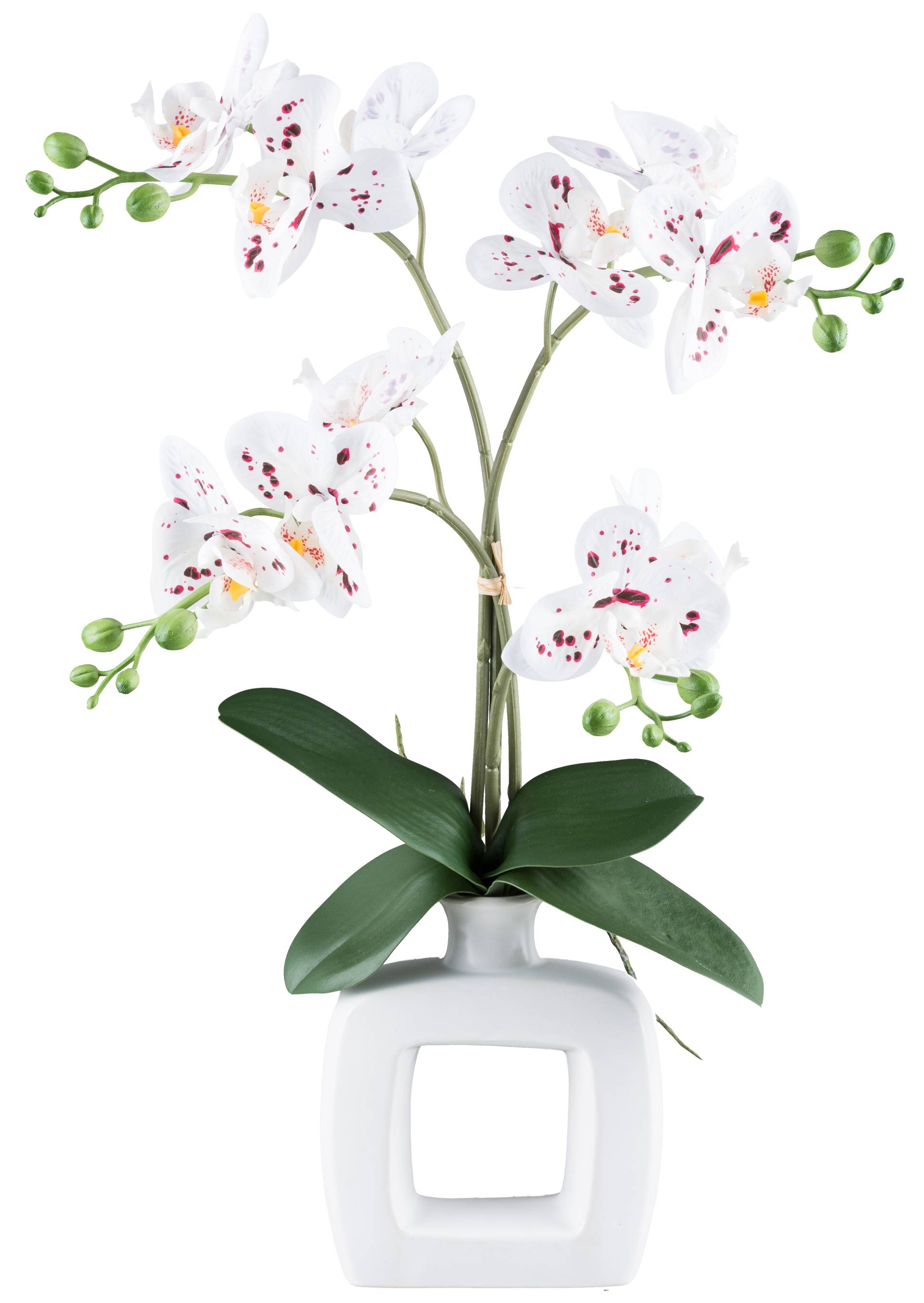 my home Kunstorchidee »Orchidee Phalaenopsis«, mit real-touch-Blüten my home Kunstorchidee »Orchidee Phalaenopsis«, mit real-touch-Blüten von My Home