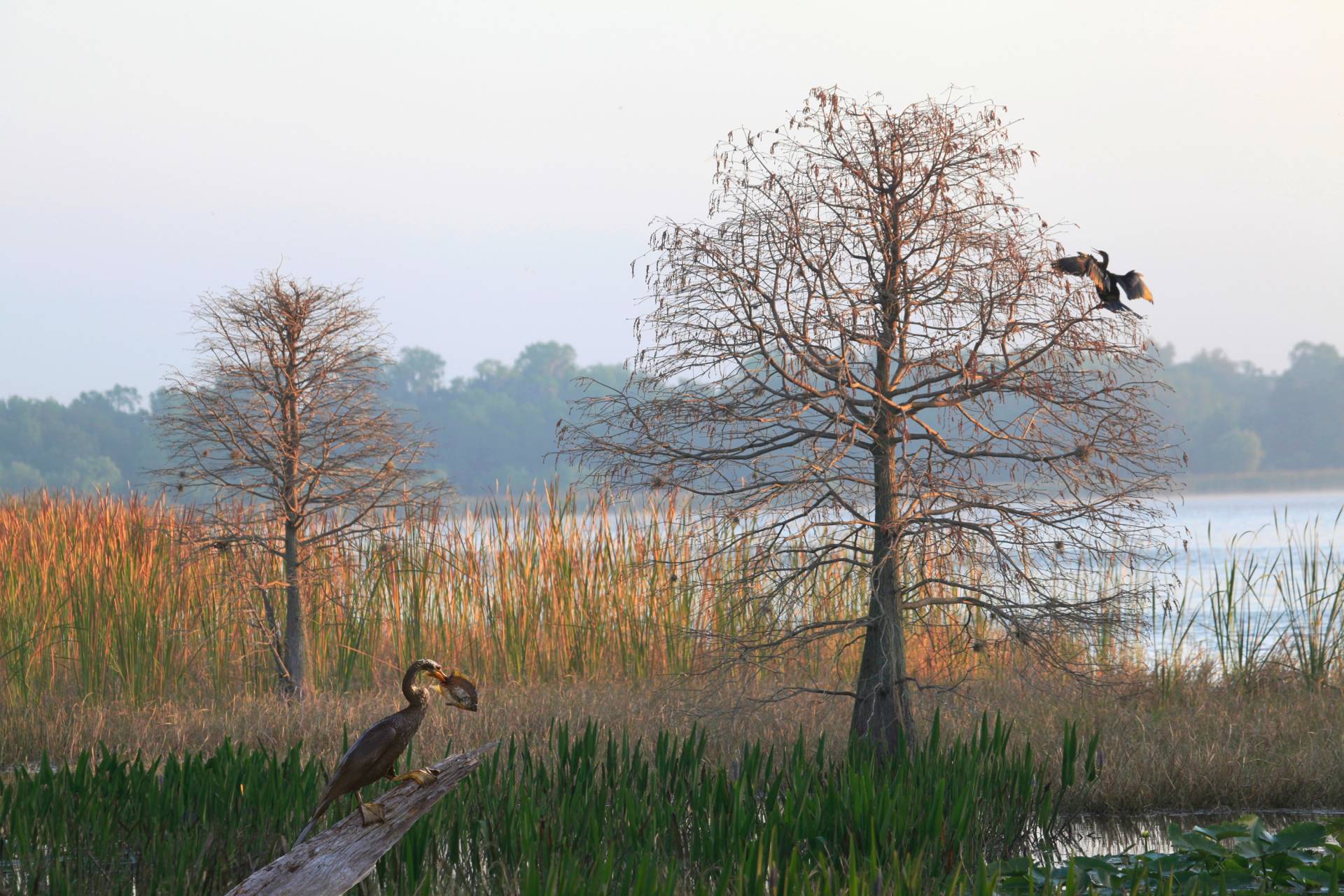 Papermoon Fototapete »ANHINGA-WASSER VOGEL« von Papermoon