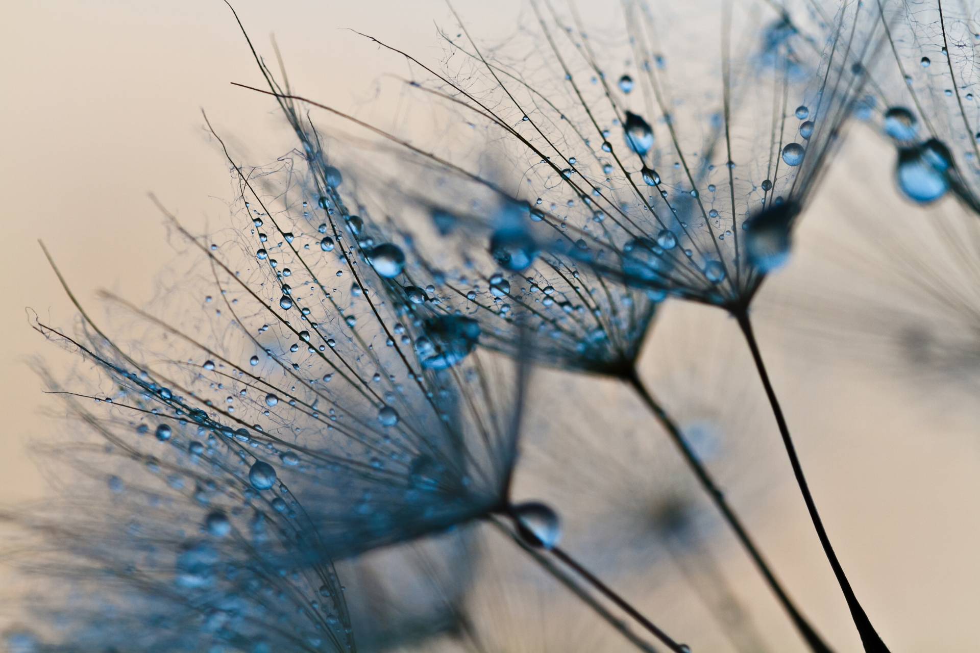 Papermoon Fototapete »Abstract Dandelions« Papermoon Fototapete »Abstract Dandelions« von Papermoon