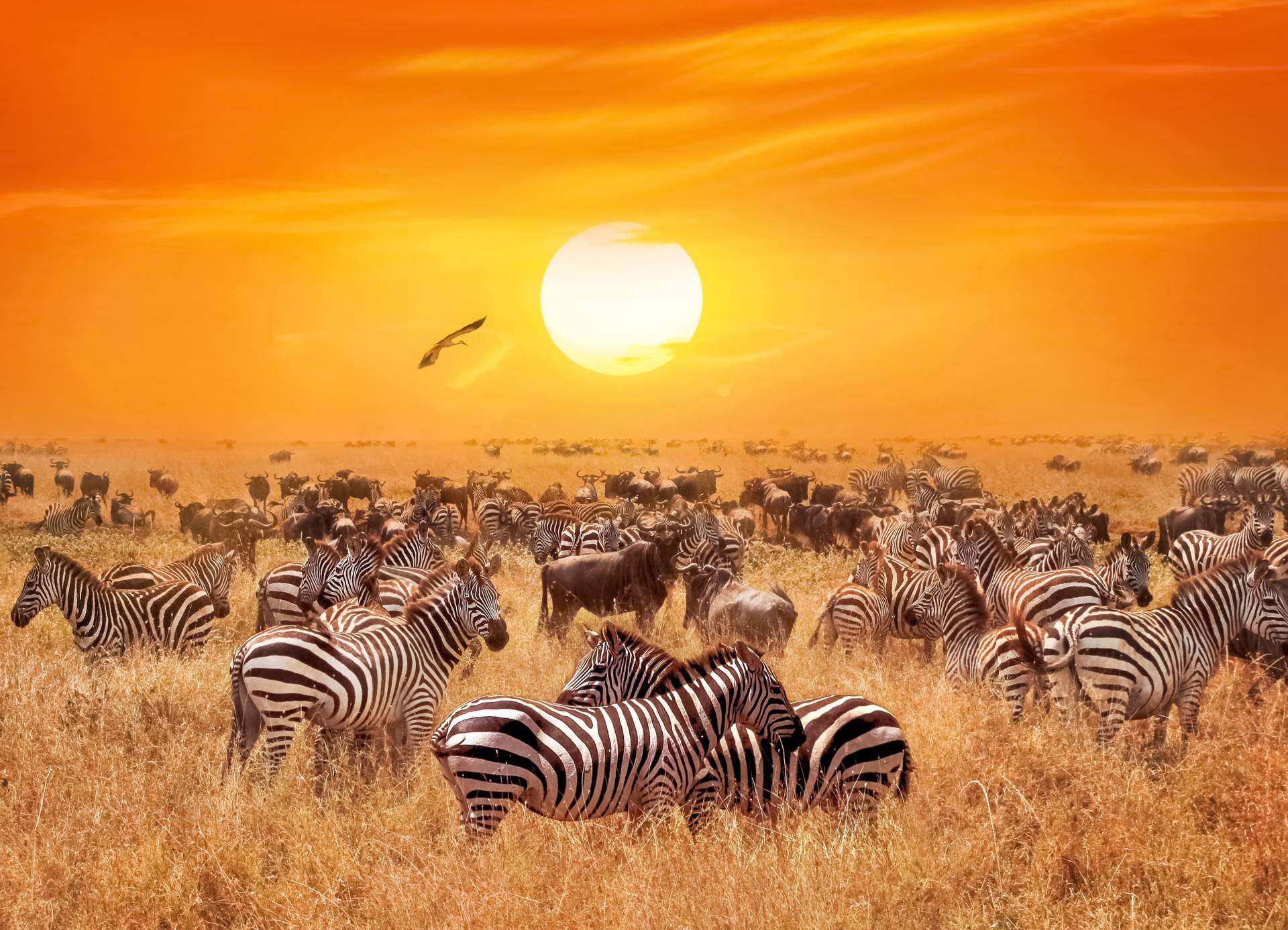 Papermoon Fototapete »African Antelopes and Zebras« von Papermoon
